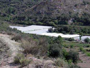 PICENA-01.jpg