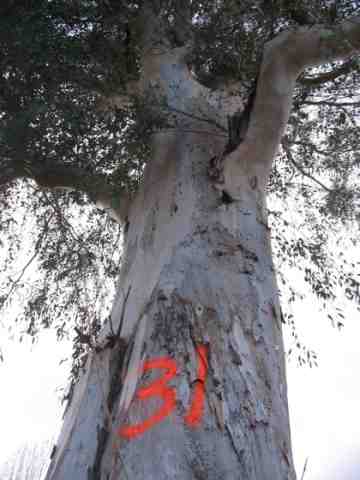 arbol31.JPG